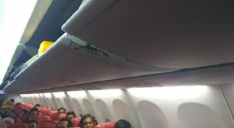 Heboh Ada Kalajengking di Kabin Bagasi, Ini Penjelasan Lion Air