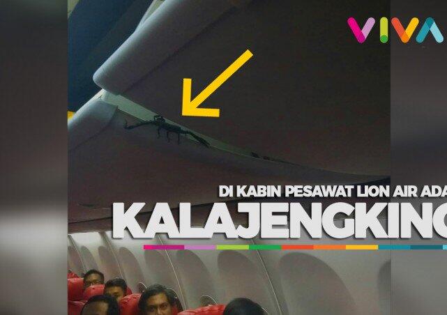 Lion Air: Binatang di Pesawat Menyerupai Laba-laba, Tak Ketemu Saat Dicari