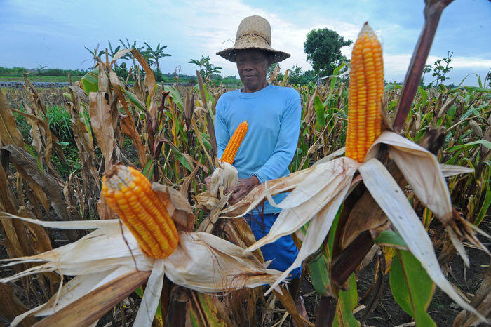 Pemerintah akui salah hitung data komoditas jagung