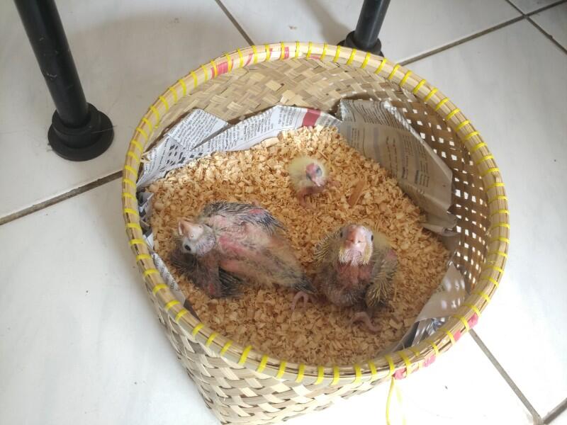 Bagi Pemula Yang Mau Meloloh Bayi Burung,Pahami Dulu Langkahnya Gan...