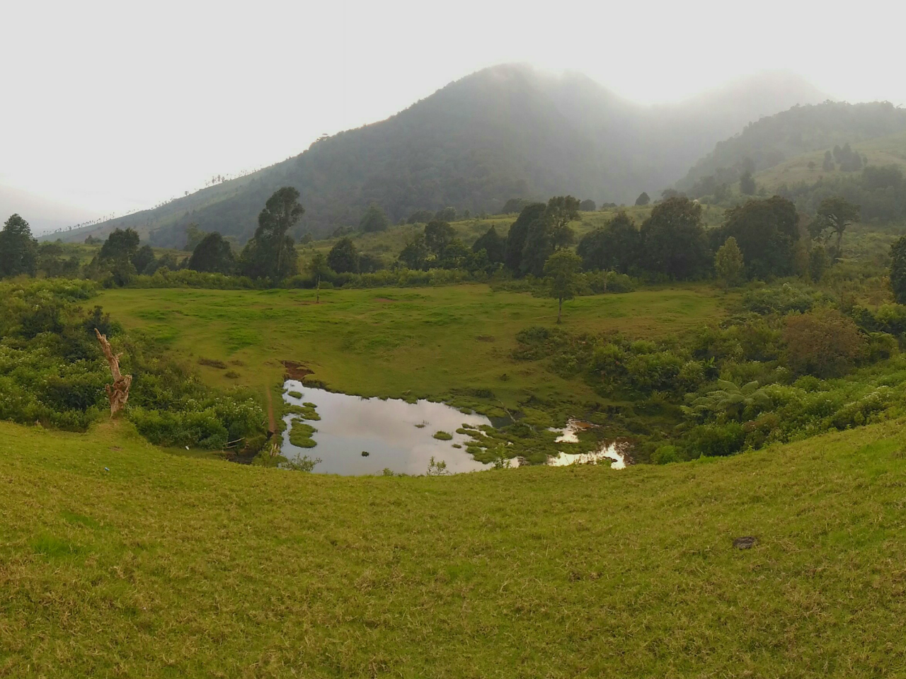 &#91;CatPer&#93;
Tegal Munding/Buffalo Hills, Garut 1000mdpl