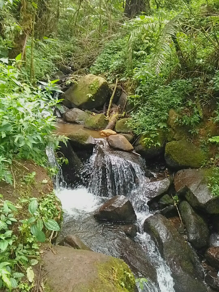 &#91;CatPer&#93;
Tegal Munding/Buffalo Hills, Garut 1000mdpl