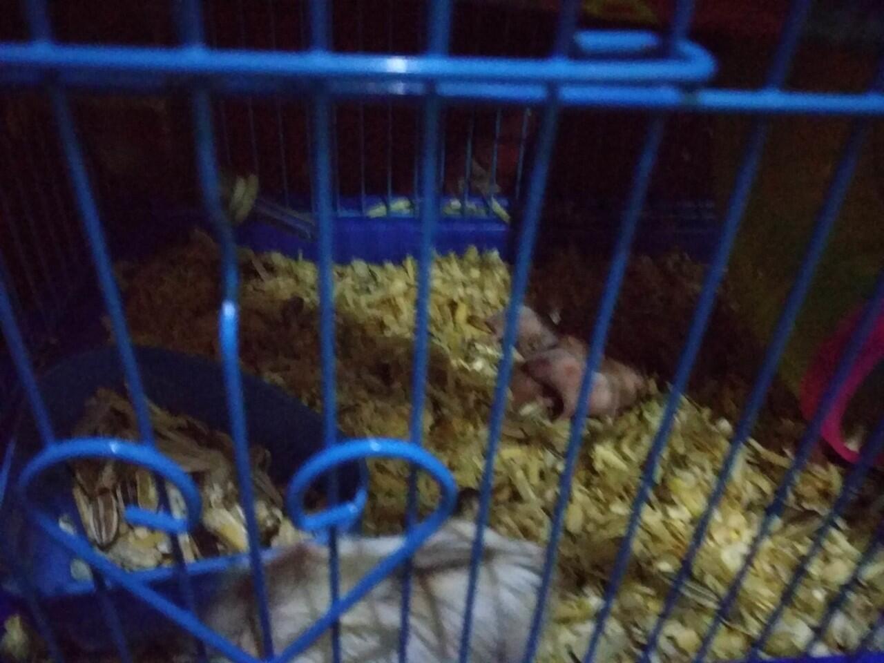 Ada yang mau adopsi hamster