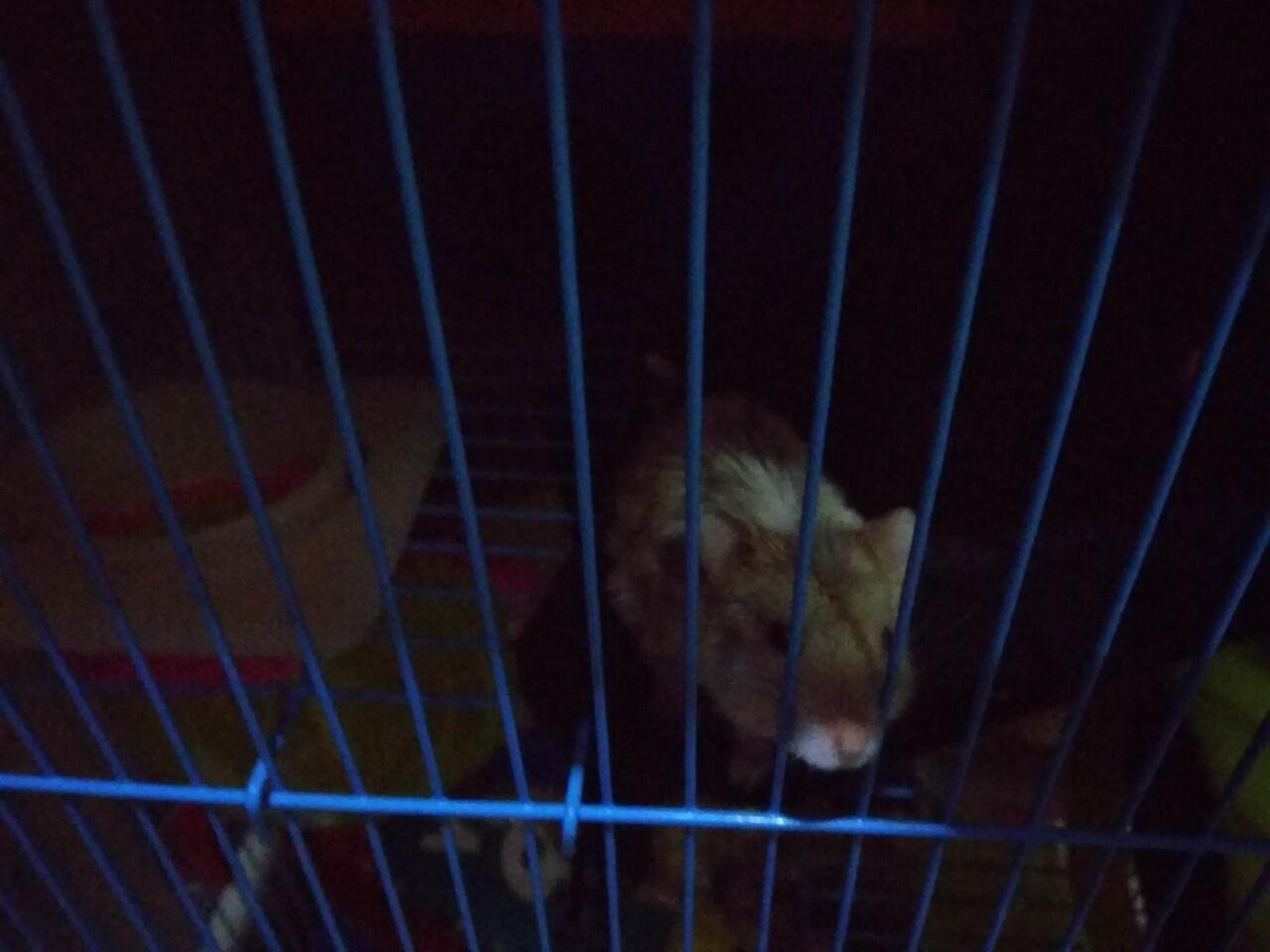 Ada yang mau adopsi hamster