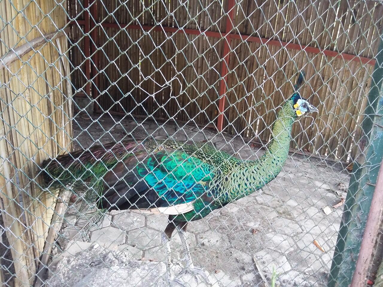 Pemandian Air Panas Krakal, Bukan kolam renang