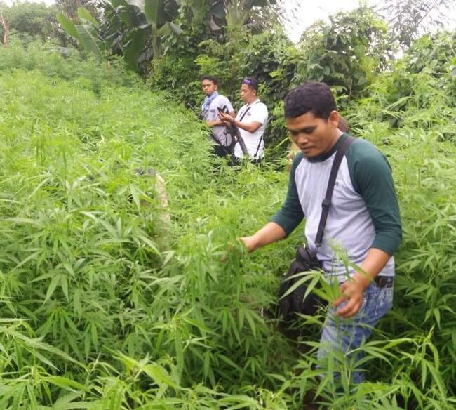 Geger Ladang Ganja 1,5 Hektare di Lahan Perhutani Purwakarta