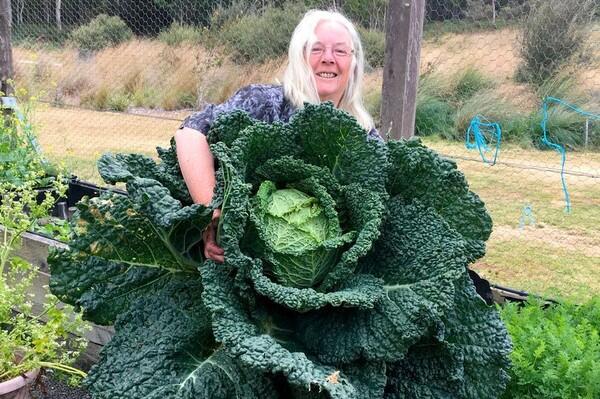 Keren, Pasangan Ini Berkebun Dan Menghasilkan Sayur Kol Raksasa