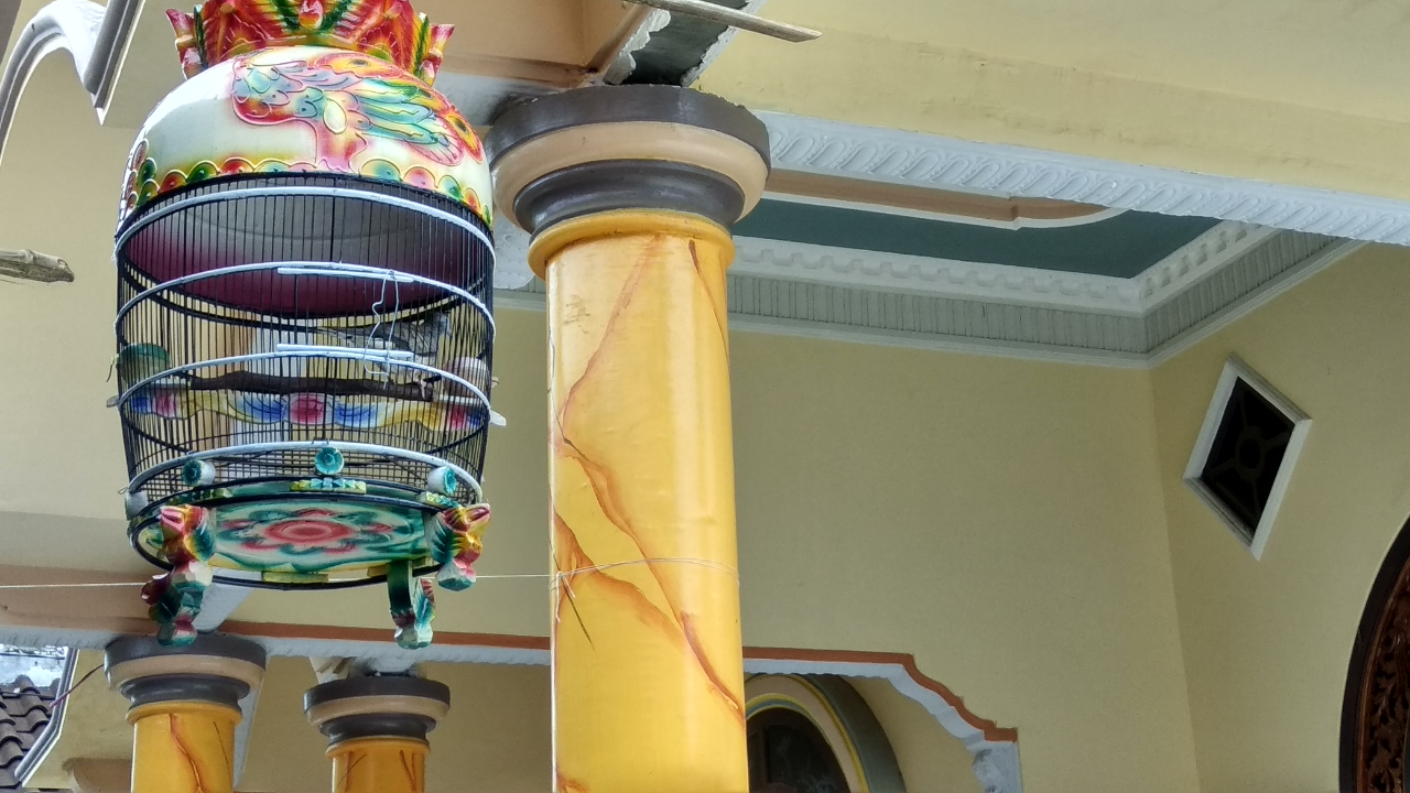 Mitos Atau Fakta, Katanya Burung Ini Pembawa Rezeki