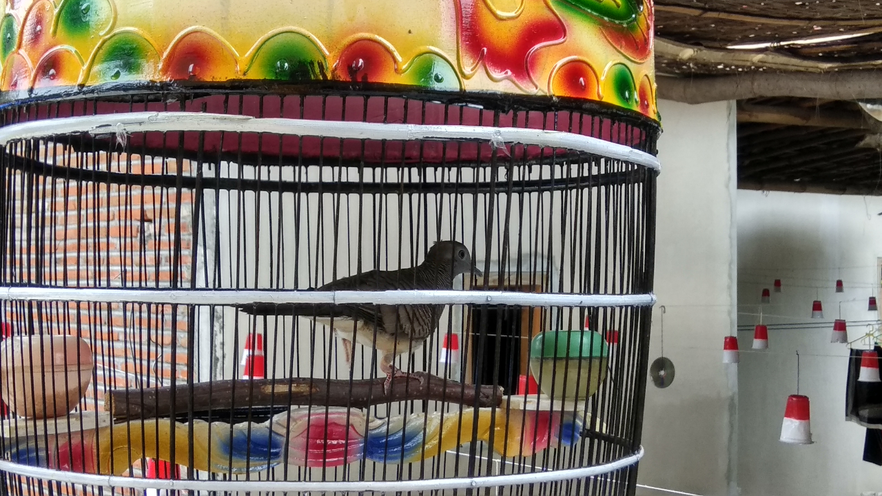 Mitos Atau Fakta, Katanya Burung Ini Pembawa Rezeki