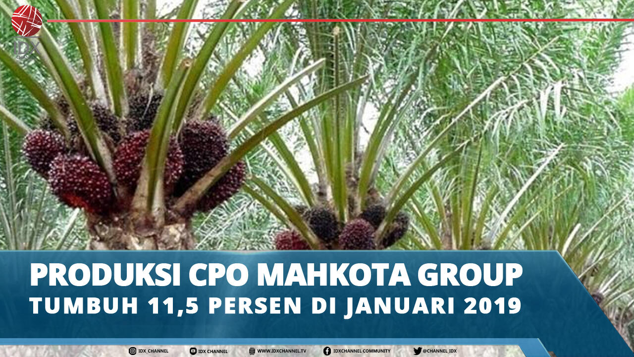 PRODUKSI CPO MAHKOTA GROUP TUMBUH 11,5 PERSEN DI JANUARI 2019