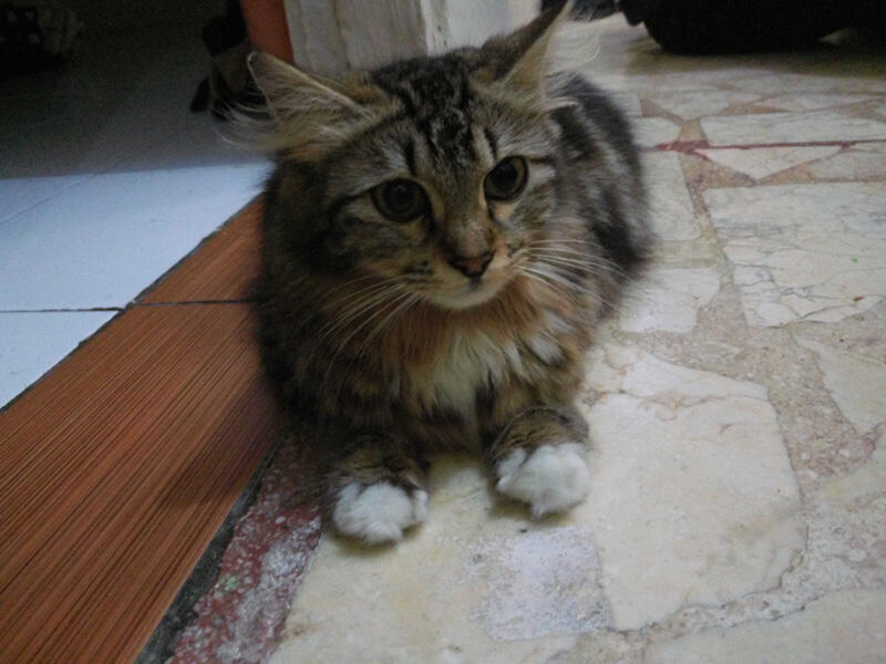 Hal yang Tak Boleh Dilakukan setelah Kucing Lahiran