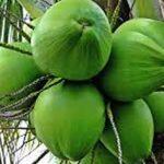 Hitam & Kilaukan Rambutmu Tanpa Mahal Pakai Ini Aja Gan Sis