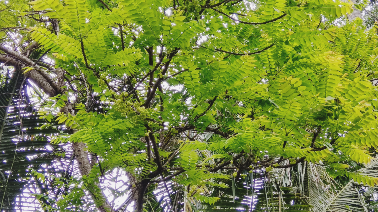 Banyak orang tidak tahu, Buah yang Kecut ini Bisa dijadikan Makanan yang Enak