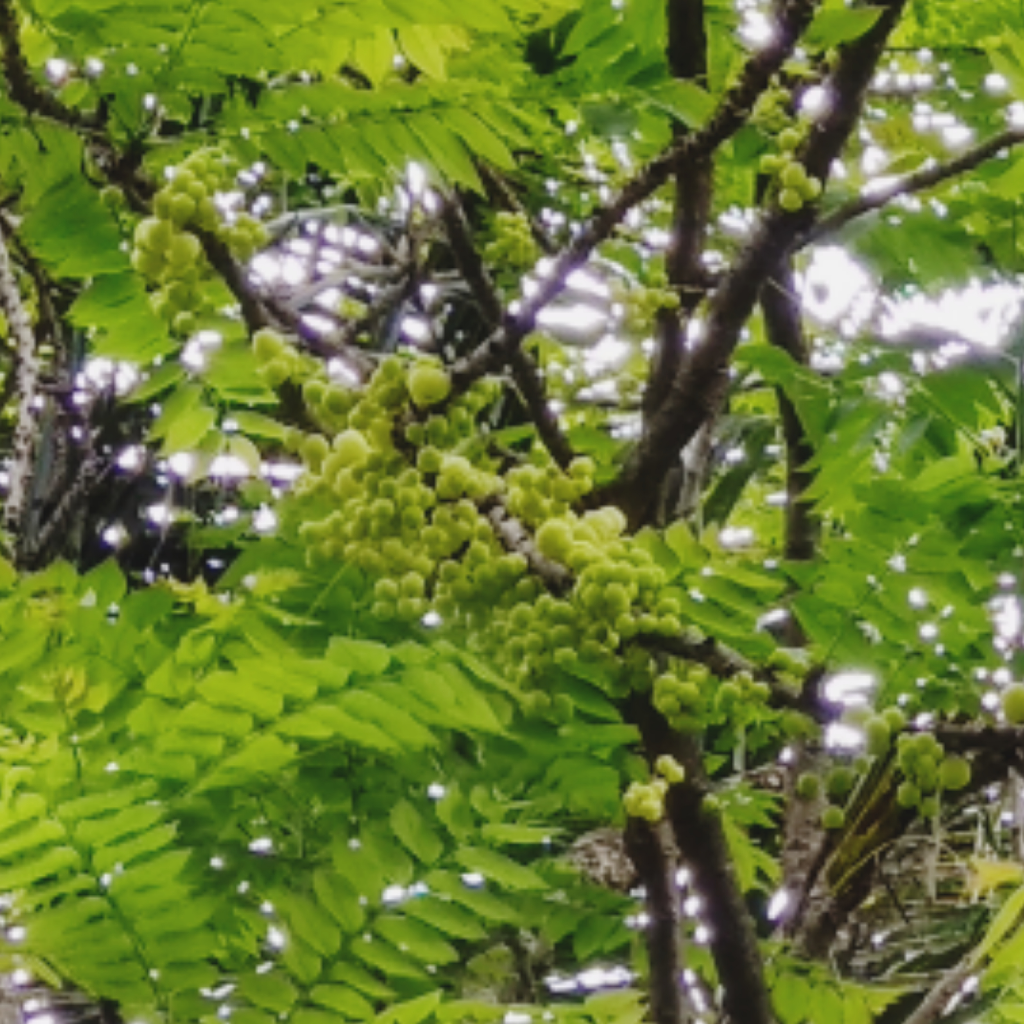 Banyak orang tidak tahu, Buah yang Kecut ini Bisa dijadikan Makanan yang Enak