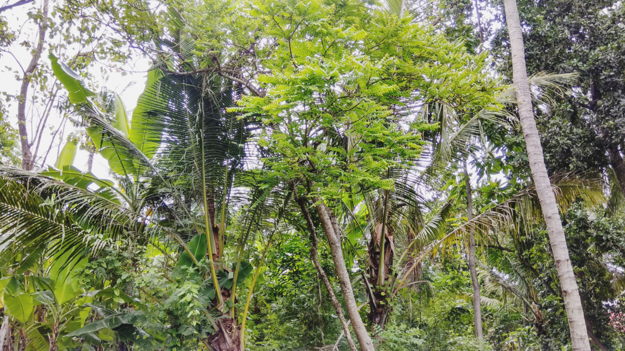 Banyak orang tidak tahu, Buah yang Kecut ini Bisa dijadikan Makanan yang Enak