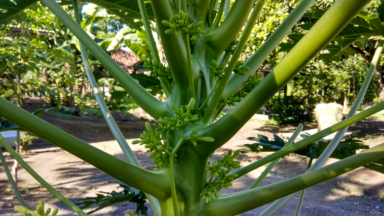 (2) Tumbuhan ini, dipercayai Sebagai Penangkal Sihir dan Bisa dibuat Masakan Enak