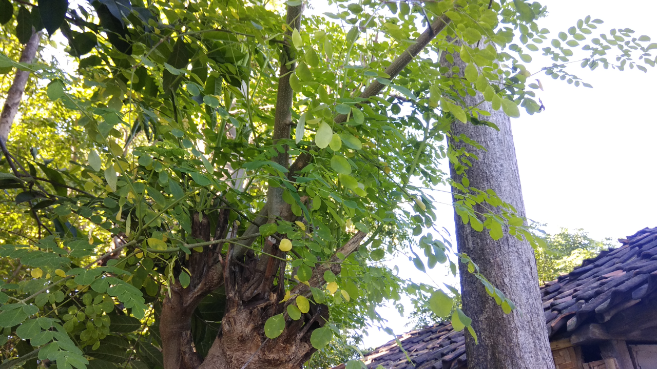 (2) Tumbuhan ini, dipercayai Sebagai Penangkal Sihir dan Bisa dibuat Masakan Enak