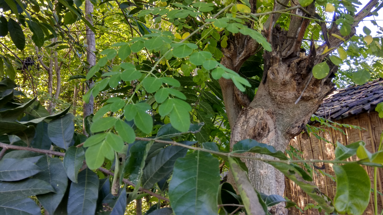 (2) Tumbuhan ini, dipercayai Sebagai Penangkal Sihir dan Bisa dibuat Masakan Enak
