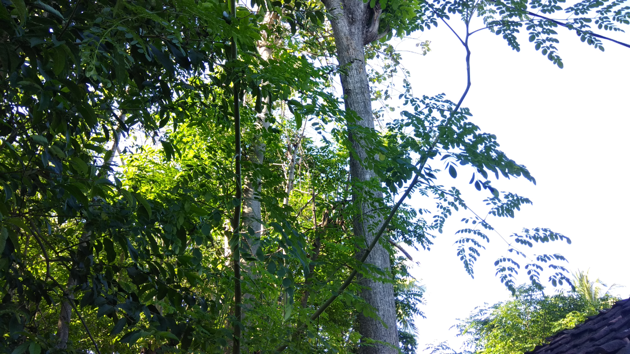(2) Tumbuhan ini, dipercayai Sebagai Penangkal Sihir dan Bisa dibuat Masakan Enak