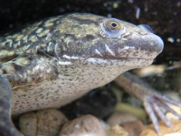 Mengenal Katak Badut, Amfibi Yang Dulu Digunakan Untuk Tes Kehamilan 