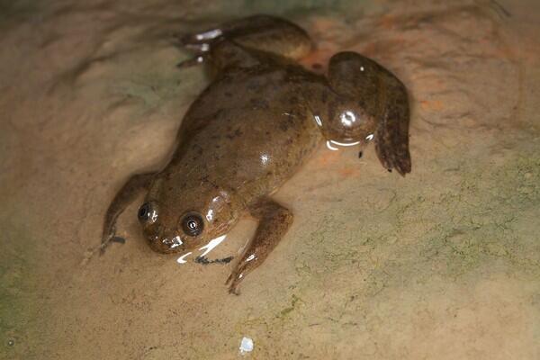 Mengenal Katak Badut, Amfibi Yang Dulu Digunakan Untuk Tes Kehamilan 