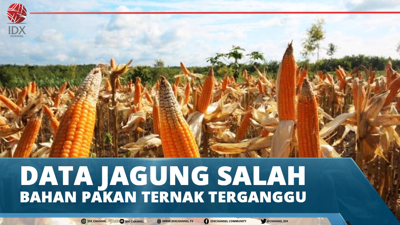 DATA JAGUNG SALAH, BAHAN PAKAN TERNAK TERGANGGU
