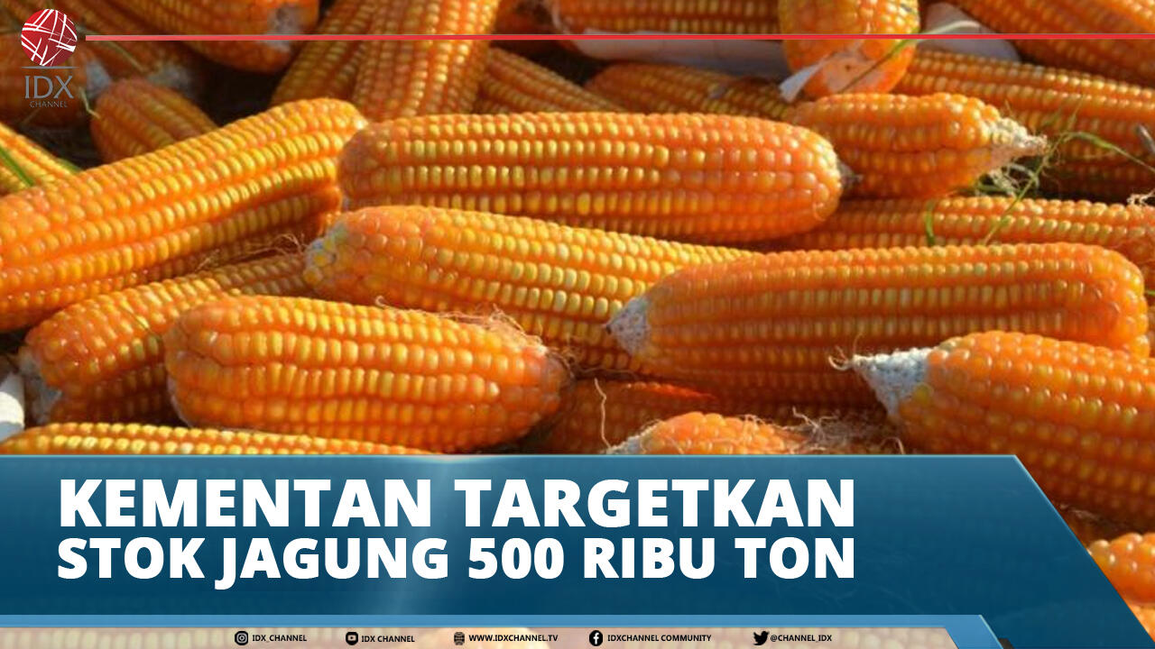 KEMENTAN TARGETKAN STOK JAGUNG 500 RIBU TON