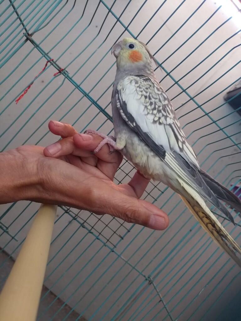 Bingung Mau Pelihara Burung Usia Anakan,Remaja Atau Dewasa?Ane Kasih Tipsnya Gan