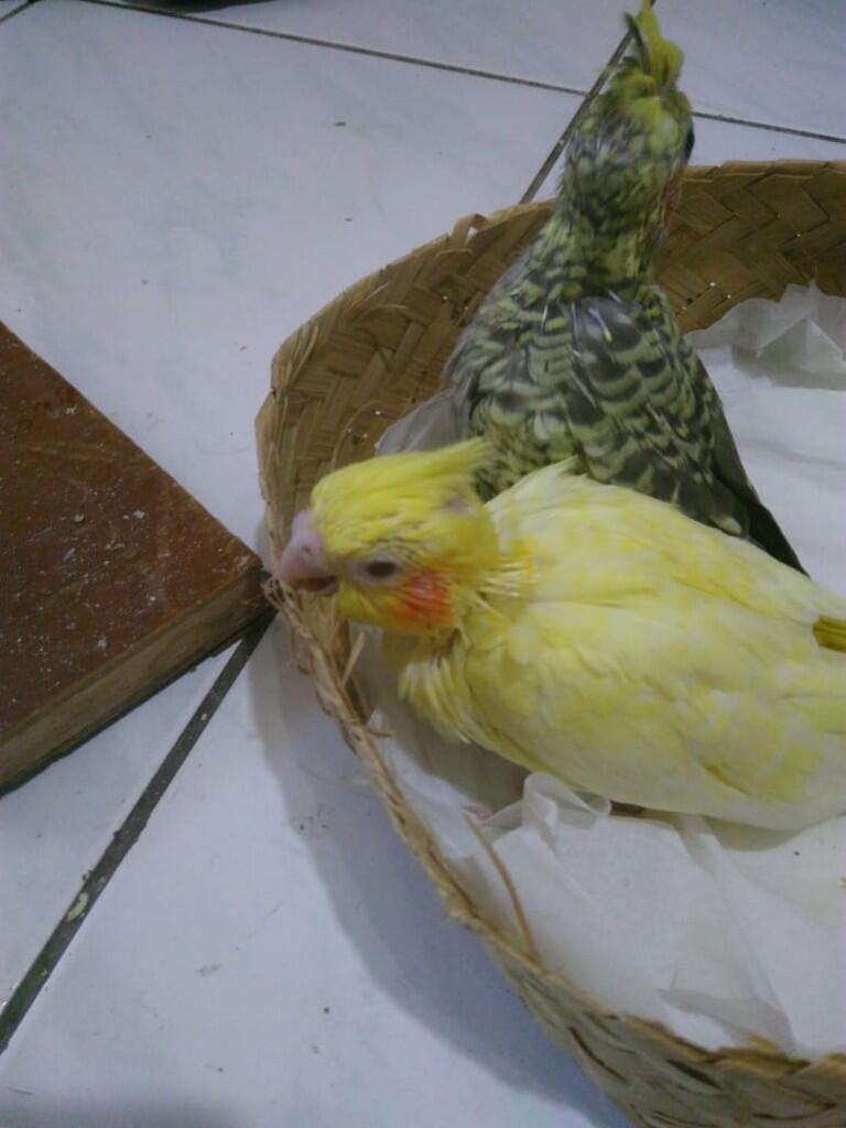 Bingung Mau Pelihara Burung Usia Anakan,Remaja Atau Dewasa?Ane Kasih Tipsnya Gan