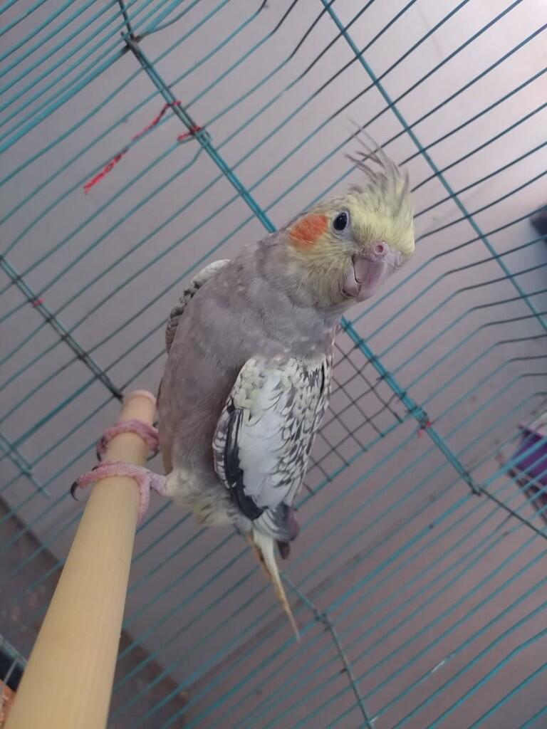 Bingung Mau Pelihara Burung Usia Anakan,Remaja Atau Dewasa?Ane Kasih Tipsnya Gan