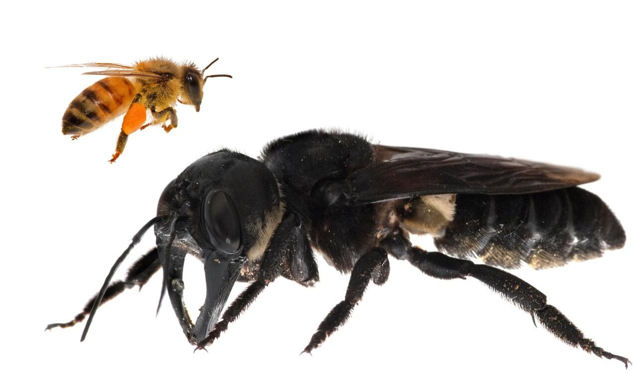 Dikira sudah punah, lebah terbesar di dunia ditemukan di Indonesia