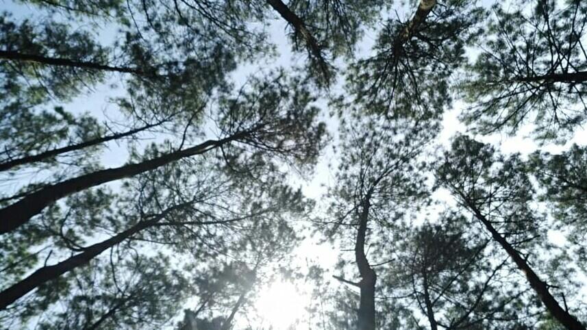 Hutan Pinus Asri, Sejuknya Jogja