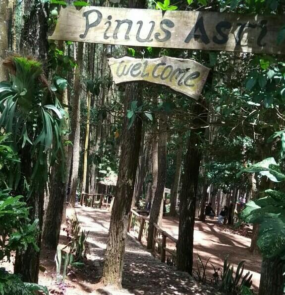 Hutan Pinus Asri, Sejuknya Jogja