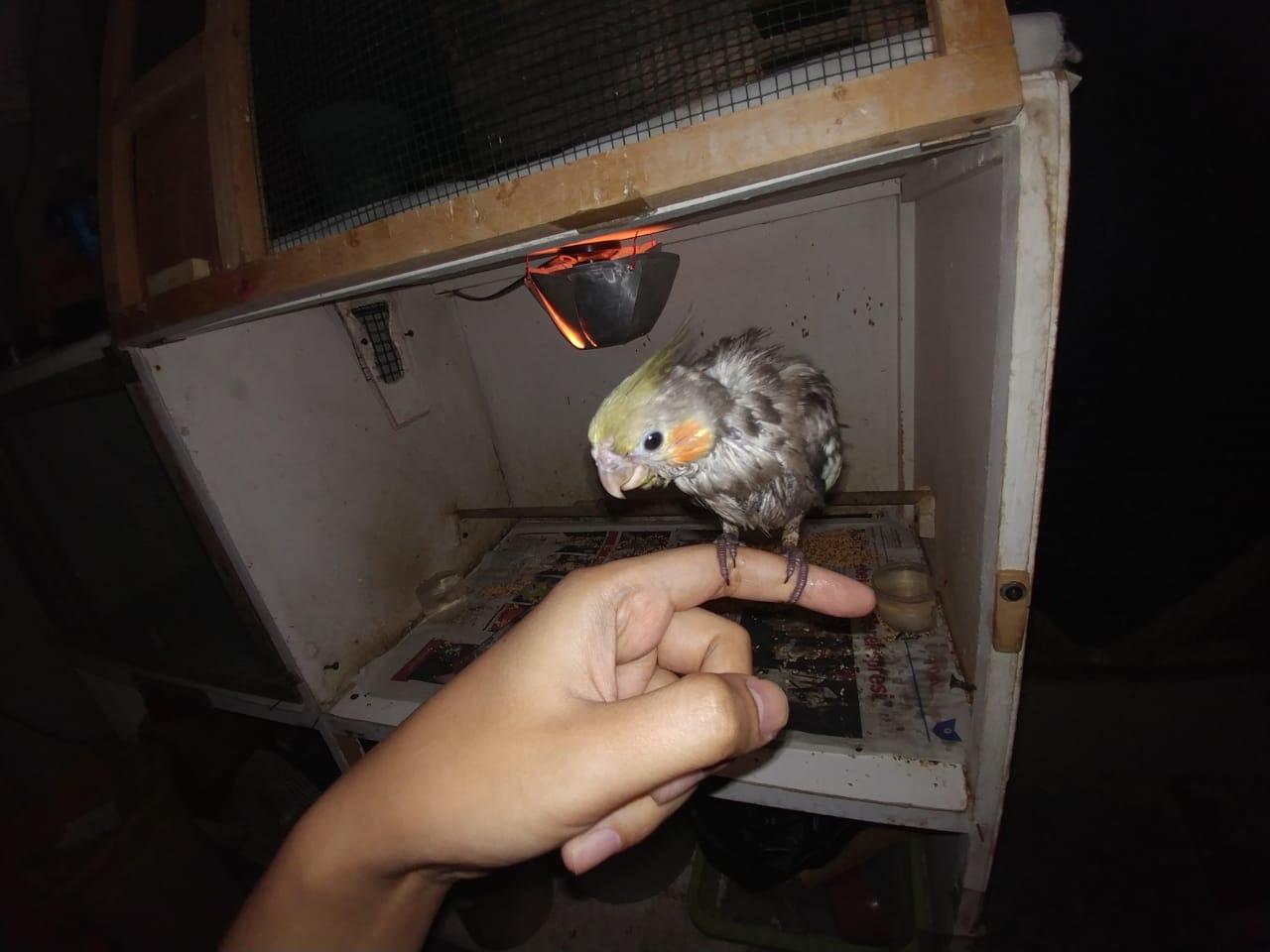 Burung Paruh Bengkok Kesayangan Bermasalah Pada Bulunya?Ane Kasih Sedikit Tipsnya Gan