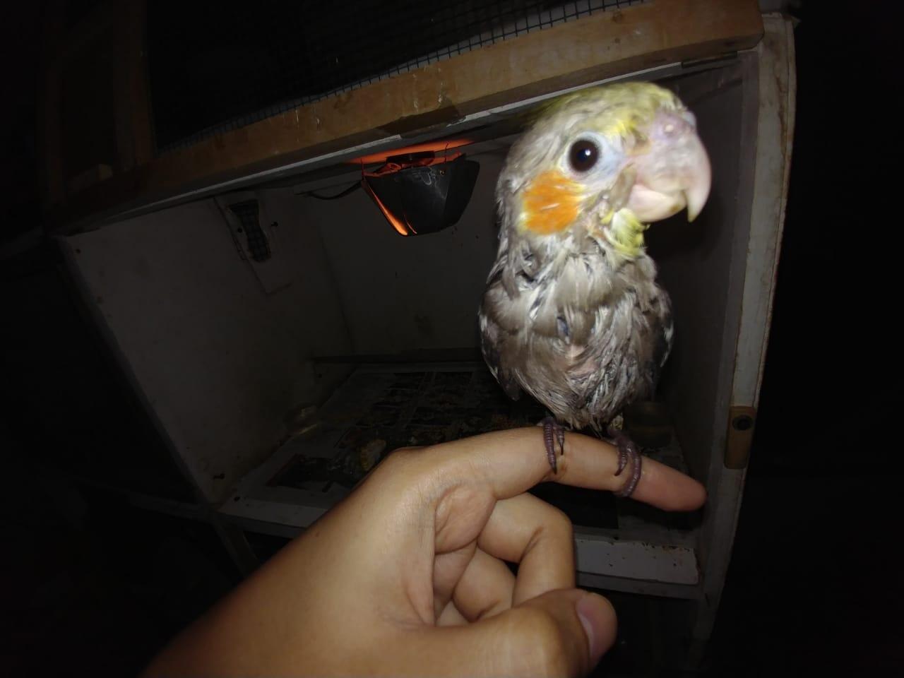 Burung Paruh Bengkok Kesayangan Bermasalah Pada Bulunya?Ane Kasih Sedikit Tipsnya Gan