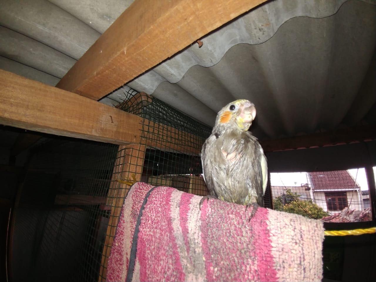 Burung Paruh Bengkok Kesayangan Bermasalah Pada Bulunya?Ane Kasih Sedikit Tipsnya Gan