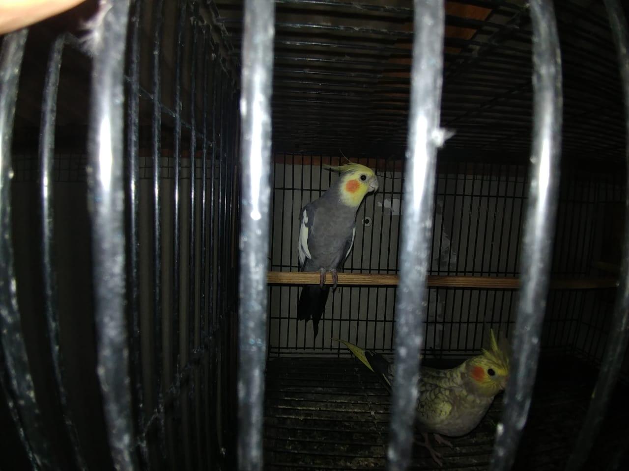 Burung Paruh Bengkok Kesayangan Bermasalah Pada Bulunya?Ane Kasih Sedikit Tipsnya Gan