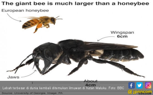 38 Tahun Hilang, Lebah Raksasa Ditemukan di Hutan Maluku