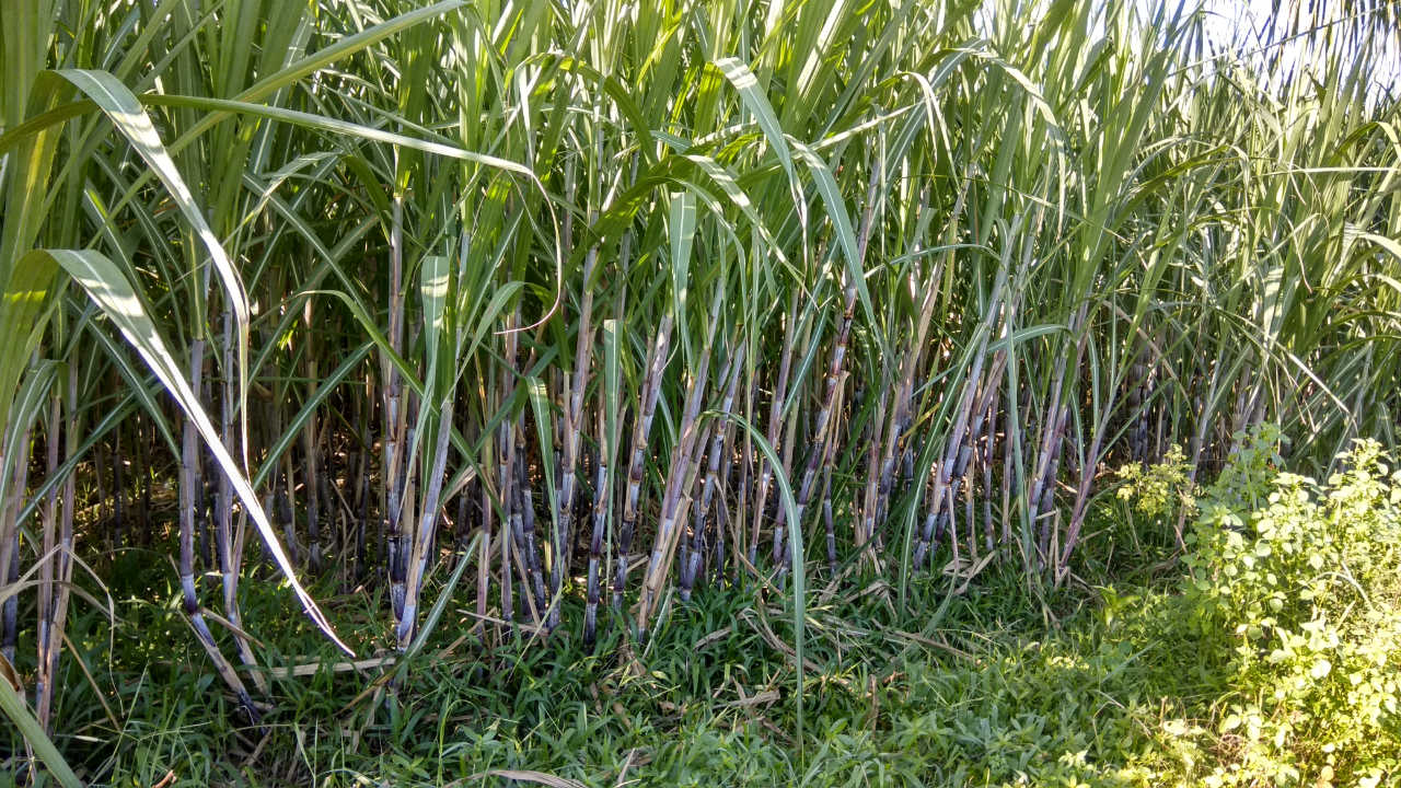 Tanaman tebu, di Jawa Timur