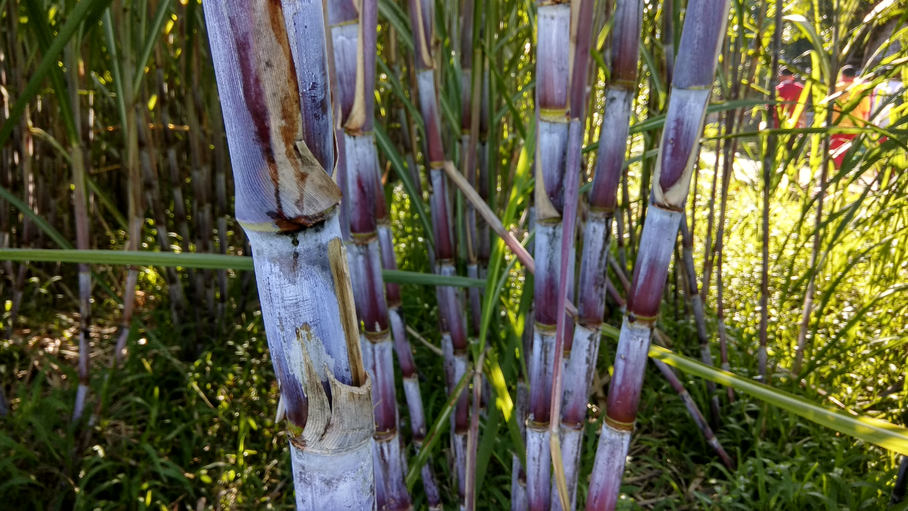 Tanaman tebu, di Jawa Timur