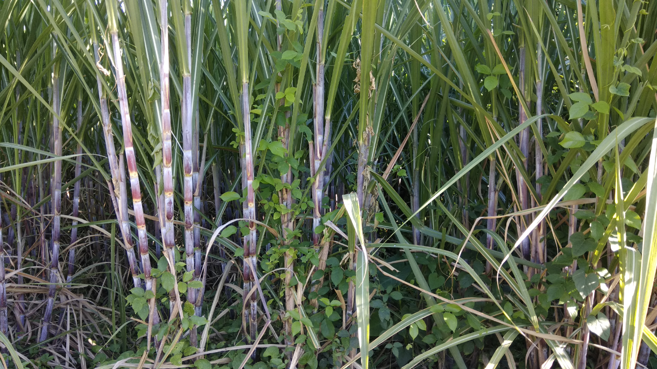 Tanaman tebu, di Jawa Timur