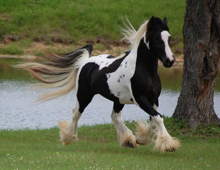 Kuda-Kuda Tercantik di Dunia Ini Akan Bikin Kamu Kagum Loh
