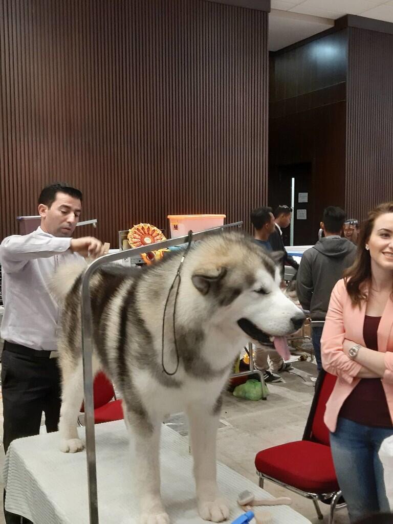 Jalan-Jalan ke Jakarta Indonesia Pet Show, Hadiah Tiket Gratis Dari Forum Sista Gan !