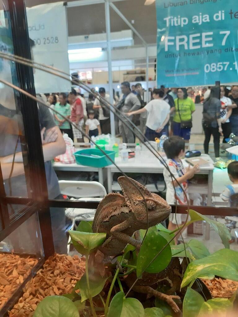 Jalan-Jalan ke Jakarta Indonesia Pet Show, Hadiah Tiket Gratis Dari Forum Sista Gan !