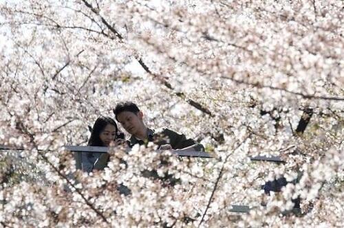Menikah di Jepang Seperti Syahrini? Jangan Lupa Foto Pre Wedding di Sini Ya!