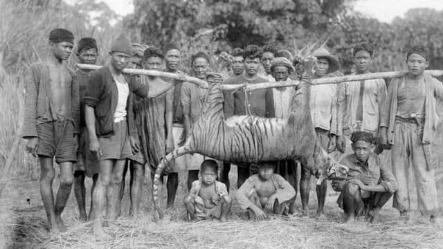 Meski Kehilangan Harimau, Pulau Jawa Masih Punya Kucing Besar Lainnya