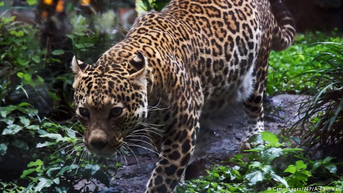 Meski Kehilangan Harimau, Pulau Jawa Masih Punya Kucing Besar Lainnya