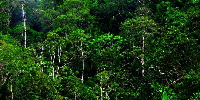 Hingga Kini, Sudah 7 Hutan Adat Disahkan KLHK