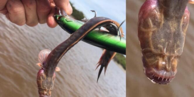 Niat Menjaring Ikan, Saat Diangkat Dapat Makhluk Menyeramkan..