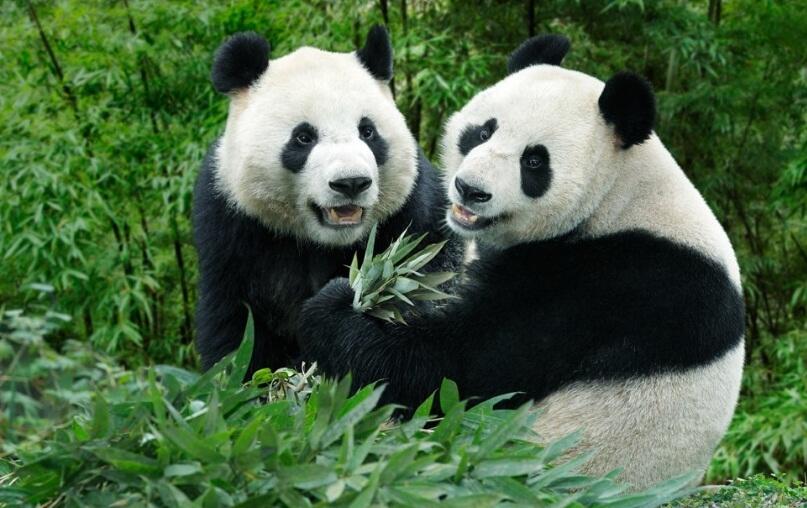 "Saatnya Impian Jadi Nyata" : Ketemu Panda Di River Safari Singapura